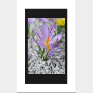 Crocus corsicus  AGM	  Corsican crocus Posters and Art